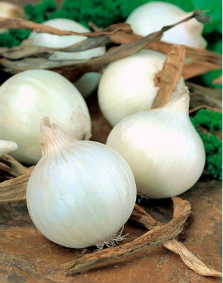 Onion "Alibaba" - white, tender variety for long term storing - 750 seeds