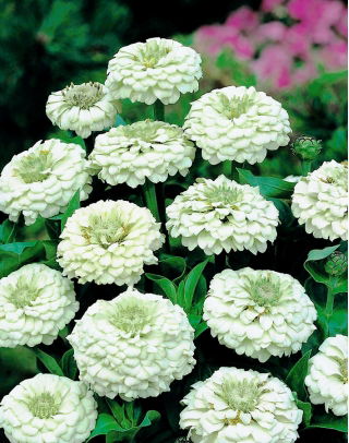 Zinnie "Liliput White Gem" - weiß - 81 Samen - 