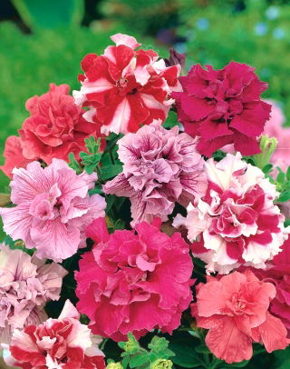 Petunia gefüllte Duo F1 Samen - Petunia multiflora fl.pl. - 10 Samen
