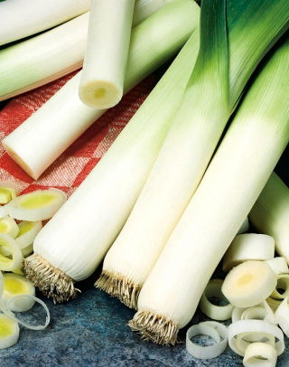 Prei - Tenor - Allium ampeloprasum L. - zaden