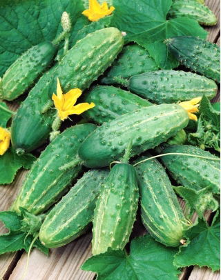 Turta de castravete "Soplica" - seminte acoperite - Cucumis sativus - semințe