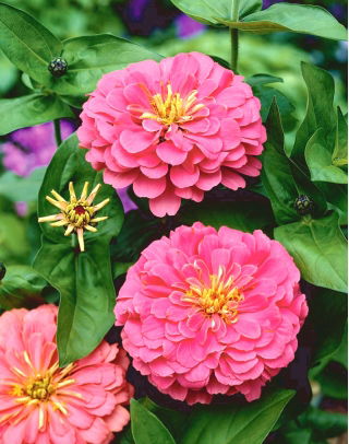 Цинния цветущая георгина "Иллюминация" - 120 семян - Zinnia elegans dahliaeflora - семена