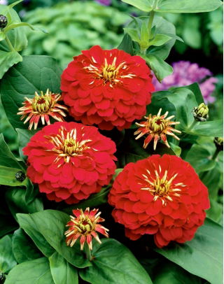 Dwarf garden zinnia "Dwarf" - red - 90 seeds