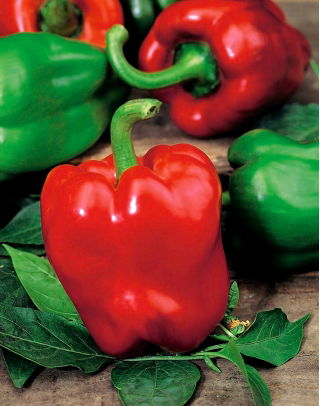 Paprika – Symphony - 10 frø - Capsicum L.