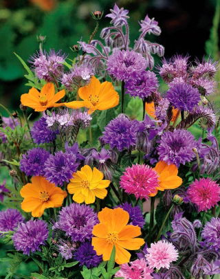 Selectie van planten met aromatische bloemen - groot pakket - 125 g - 