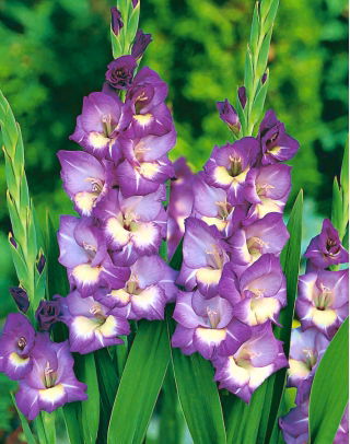 Gladiolus King's Lynn – 5 pcs