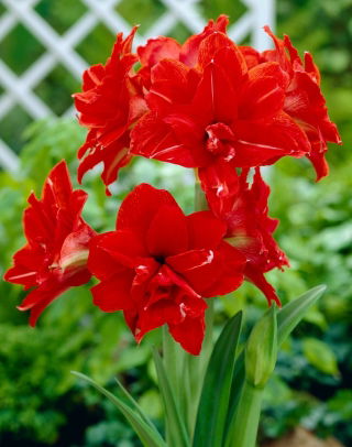 Hippeastrum - Red Peacock