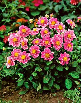 Dahlia Hartenaas