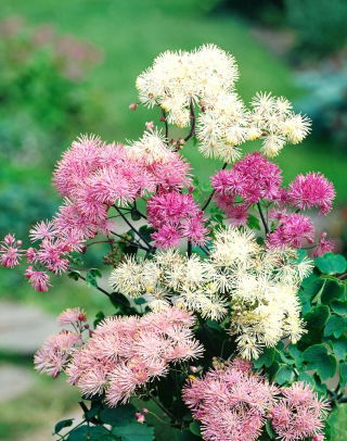 Columbine Meadow Rue blandade frön - Thalictrum aquilegiifolium - 100 frön - Thalictrum aquilegifolium