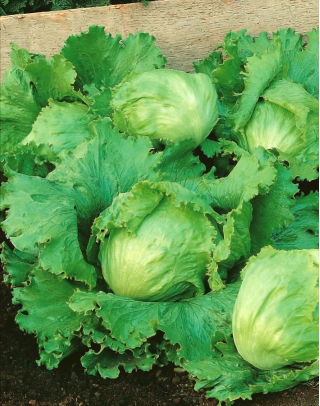 חסה אייסברג "בלמורל" - Lactuca sativa L. var. Capitata - זרעים