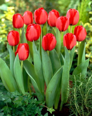 Tulip 'Red Impression' - large package - 50 pcs