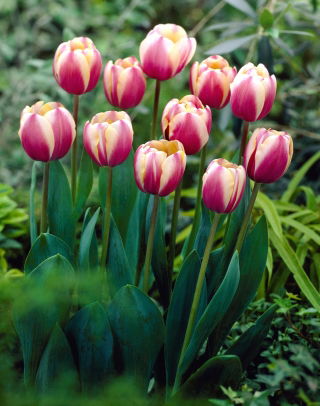 Tulip Atlantis - large package! - 50 pcs