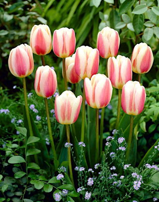 Tulipa Beau Monde - Tulip Beau Monde - 5 bulbs
