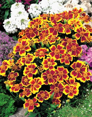 Marigold "Disco" - single flowered, low growing, carmine-yellow