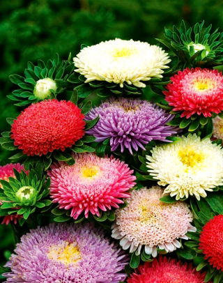 Aster de doble flor "Sidonia" - mezcla de colores - 