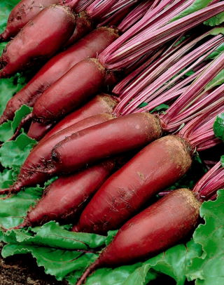 Rote Rüben, Beete Turkus – Türkis