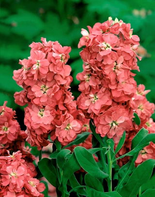 Common stock Excelsior - orange-nude; Brompton stock, hoary stock, ten-week stock, gilly-flower