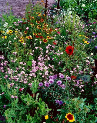 Flowery Meadow Fast Flowers - mezcla de más de 20 variedades de crecimiento rápido - 100 gramos - 