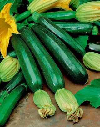 Courgette Partenon F1; zucchini