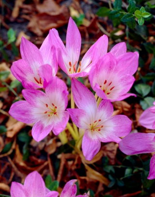 Colchicum Liliac Wonder - Luncă de toamnă Șofran Liliac Wonder - bulb / tuber / rădăcină - Colchicum