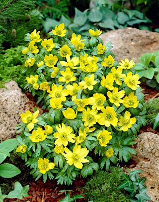 Eranthe d'Hiver - Eranthis cilicica - paquet de 5 pièces
