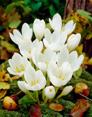 Crocus autunnale 'Album' - confezione grande - 10 pz; zafferano di prato, donna nuda
