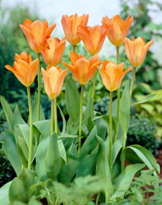 Tulip Orange Emperor - 5 piezas