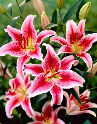 Lily - Star Gazer - orientalna, pachn¹ca - ¡paquete grande! - 10 piezas