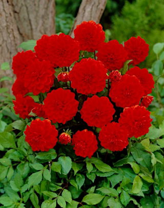Dalia - Arnhem