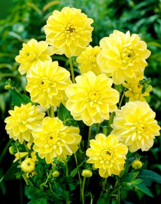 Dahlia - Glorie van Heemstede - 