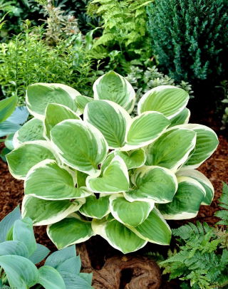 Diana Muisti hosta, pihapiirakka lilja - iso kukka
