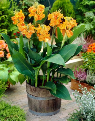 Picasso canna lily - stort paket! - 10 st