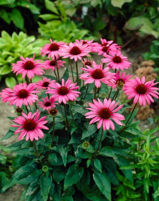 The King large-flowered eastern purple coneflower- 1 pc; hedgehog coneflower, Echinacea