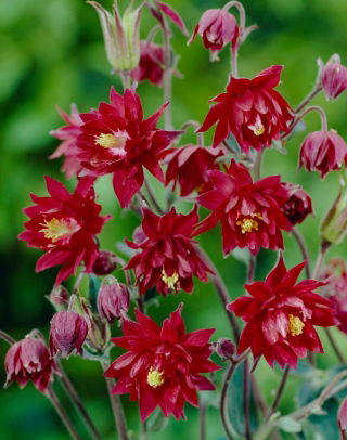 Ruby Port columbine, red double flowers - 1 pcs; granny's bonnet