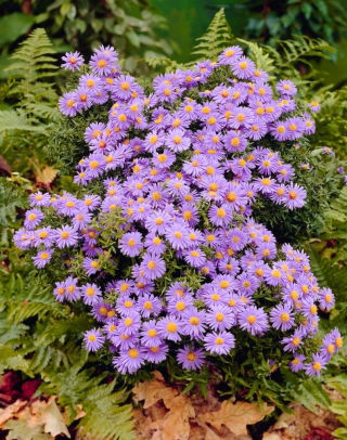 Prof. Anton Kippenberg bushy aster