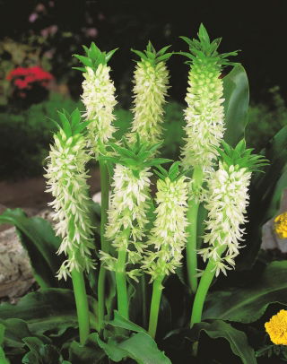 Eucomis Autumnalis - XL pak - 20 stuks - 