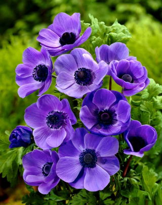 Anemone Mr Fokker - XXL Pack - 80 st
