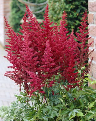 Astilbe "Feuer" - rosso; falsa spirea - confezione XL - 50 pz - 