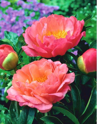 Peony "Coral Sunset" - frøplante; paeony - stor pakke! - 10 stk - 