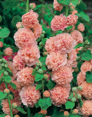 Alcea, Hollyhocks Melocotones y Sueños - Pack XL - 50 uds