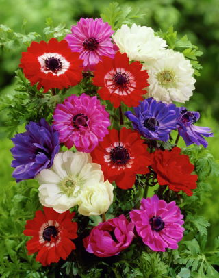 Anemone St Brigid Mix - XXXL Packung 400 Stk - 