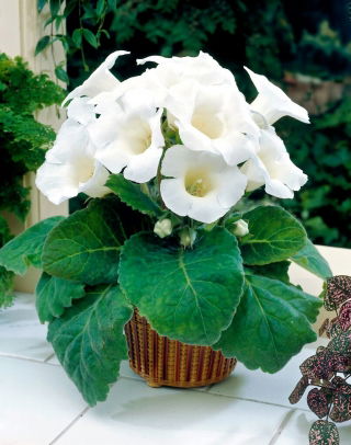 Gloxinia - Mont Blanc