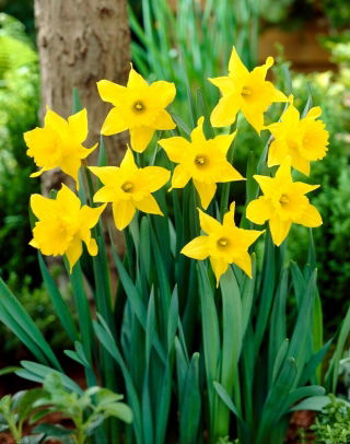 King Alfred daffodil - XXXL pack  250 pcs