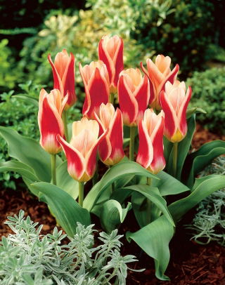 Ancilla tulip -  XL pack - 50 pcs