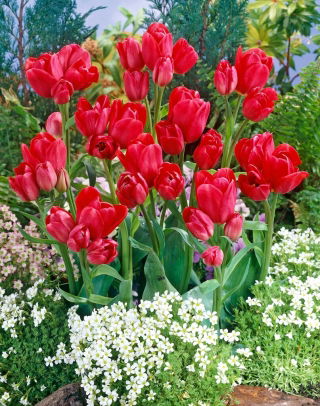 Tulipa Merry Go Round - pacote XXXL 250 unid.