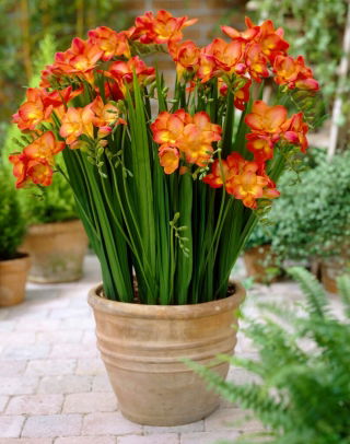 Fresia a fiore singolo arancione - Confezione XXXL - 500 pz