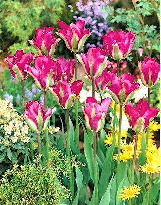 Tulipa Violet Madár - Tulipán Violet Madár - XXXL csomag 250 db.