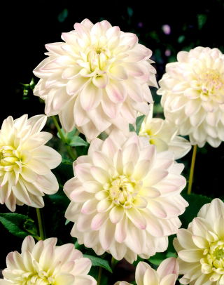 Dahlia - Wittem - XL pak - 50 st - 