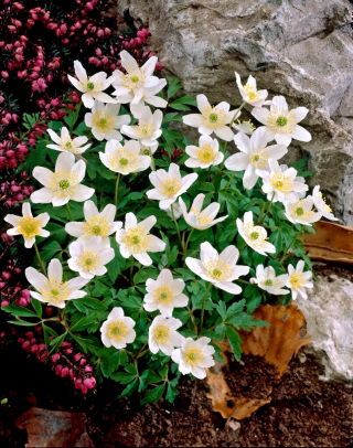 Wood Anemone - Large Pack! - 10 pcs
