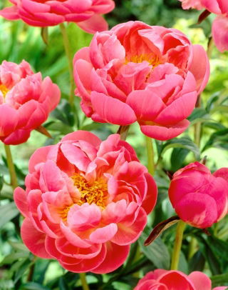 Peony, Paeonia - Coral Charm - zaailing - 